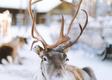 Reindeer Manor Hotel, Lappland, Finnland, Europa