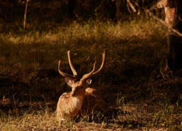 Aman-i-Khás, Ranthambore, Indien, Asien