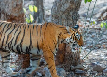 Ranthambhore, Tigerschutzprogramm, Indien, Asien