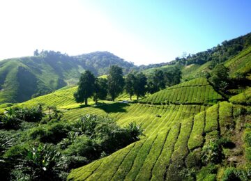 Teeplantage, Cameron Highlands, Malaysia, Asien