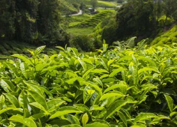 Teeplantage, Cameron Highlands, Malaysia, Asien