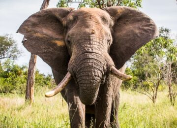Sabi Sabi, Krüger Nationalpark