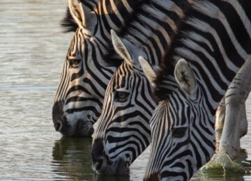 Sabi Sabi, Krüger Nationalpark