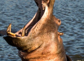 Sabi Sabi, Krüger Nationalpark