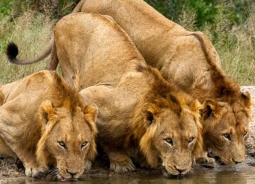 Sabi Sabi, Krüger Nationalpark