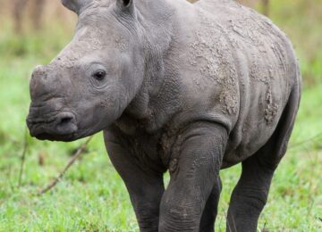 Sabi Sabi, Krüger Nationalpark
