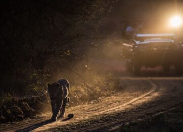 Sabi Sabi, Krüger Nationalpark