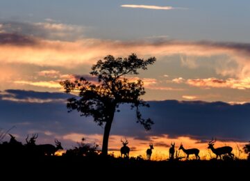 Sabi Sabi, Krüger Nationalpark