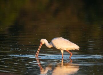 Sabi Sabi, Krüger Nationalpark
