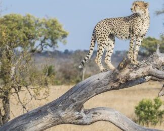 Sabi Sabi, Krüger Nationalpark