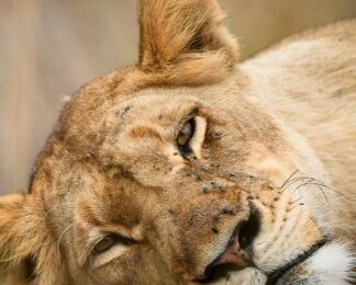 Sabi Sabi, Krüger Nationalpark