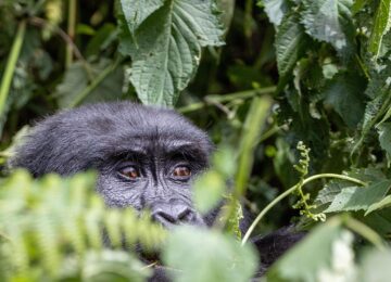 Afrika – Uganda & Ruanda, <br> Berggorillas hautnah