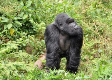 Berggorilla, Ruanda, Afrika