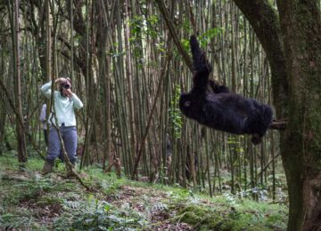 Bisate Lodge, Volcanoes National Park, Ruanda, Afrika