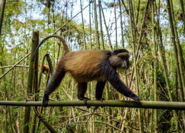 Bisate Lodge, Volcanoes National Park, Ruanda, Afrika