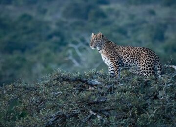 Bisate Lodge, Volcanoes National Park, Ruanda, Afrika