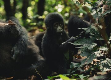 Silverback Lodge, Bwindi Impenetrable National Park, Uganda, Afrika