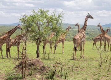 Melia Ngorongoro Lodge Collection, Tansania, Afrika