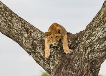 Melia Ngorongoro Lodge Collection, Tansania, Afrika
