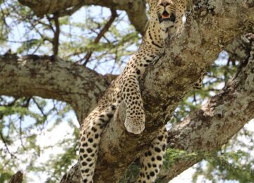 Tansania, Afrika