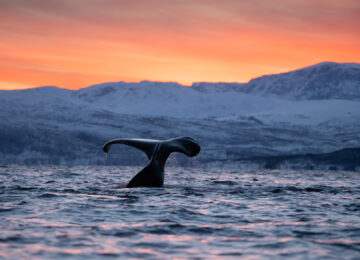 ISBREEN THE GLACIER_(20) Whales_Photo Credit_Théo Stora