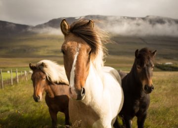 Islandluxury © Sandhotel by Fabian Burghardt
