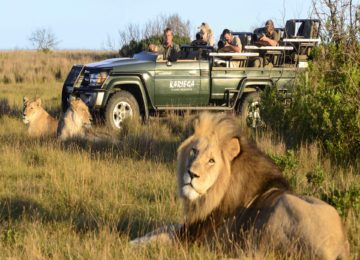 Kariega-lion-scaled