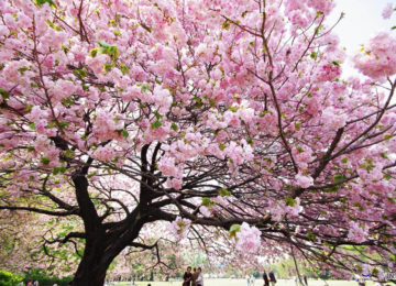 Kirschblüte in Tokyo © JNTO