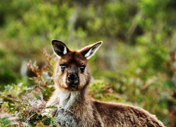 Kängurus Southern Ocean Lodge