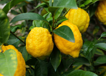 LFBH-Limonaia-apertaP2111408