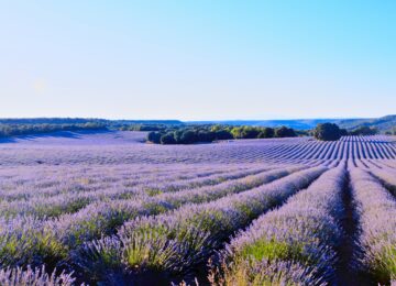 Lavender Field