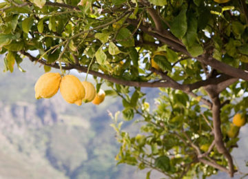 Lemon-tree-on-island-of-salina