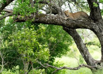 Leopard ©Singita Pamushana Lodge