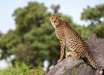 Mombo Jaguar ©Dana Allen (3)