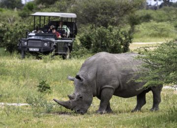 Mombo Nashorn Safari ©Dana Allen