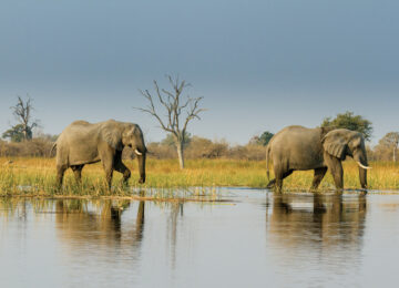 Moremi-Game-Reserve-Wildlife-2-3