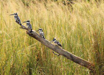 Murchison Falls