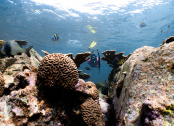 Korallenriffe ©Mustique