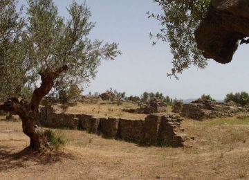 Olinebäume und Ruinen Peloponnes