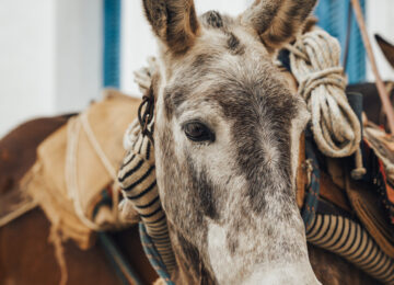 OneOnly_KeaIsland (14)