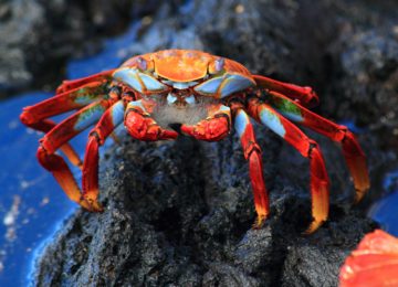 PRIMER LUGAR- NETTIE & WAGNER Foaming crab © Kleintours