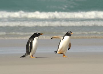 Pinguine (2)