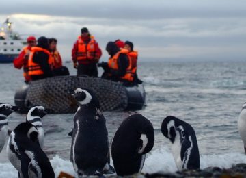 Pinguine beobachten in Punta Arenas