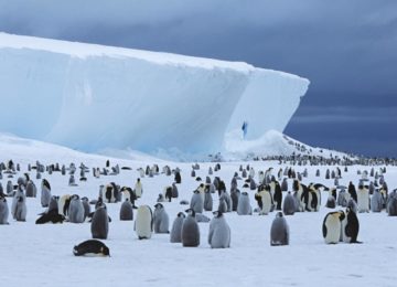 Pinguine ©Le Commandant Charcot