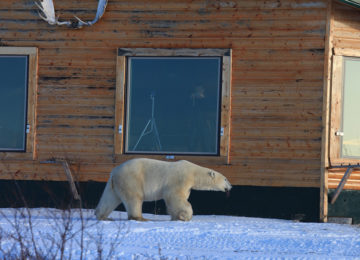 Polar Bear Window ©Dymond Lake Eco Lodge-Cdafna Bennun