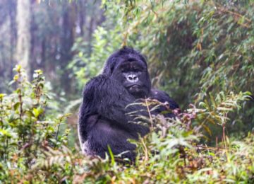 Gorilla Trekking in Ruanda ©Sabyinyo Silverback Lodge (Governors‘ Camp Collection)