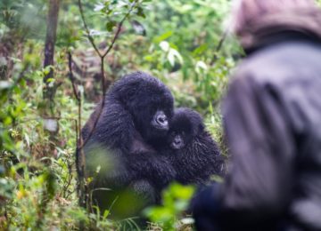 Gorilla Trekking in Ruanda ©Sabyinyo Silverback Lodge (Governors‘ Camp Collection)
