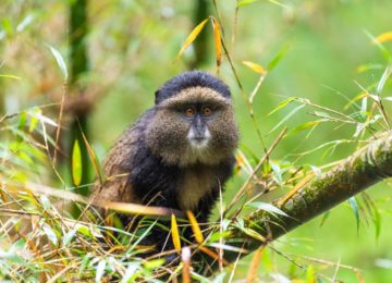 Affe ©Sabyinyo Silverback Lodge (Governors‘ Camp Collection)