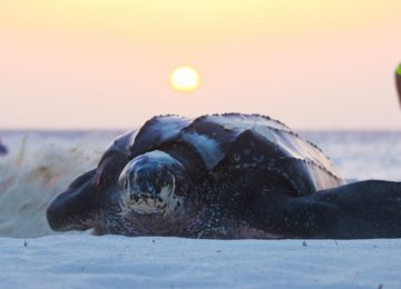 Schildkröte ©Bucuti & Tara Beach Resort