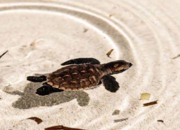 Schildkröte©Alphonse Island